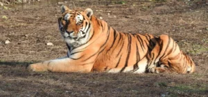 Oáza sibírskeho tigra