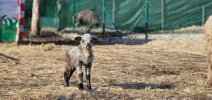 Sokoliareň a Mini ZOO Devín